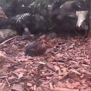 Black & Rufous Sengi