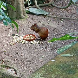 Black-Rumped Agouti