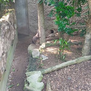 Asian Small-Clawed Otter
