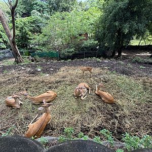 Brow-antlered Deer Exhibit