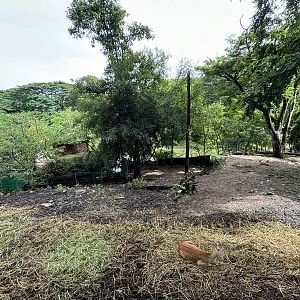 Brow-antlered Deer Exhibit
