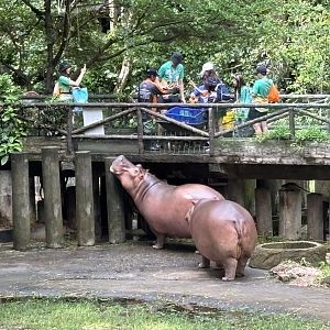 Hippo feeding time