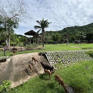 African Savanna - with jungle backdrop