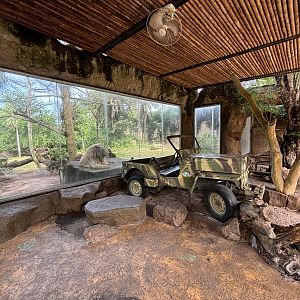 Lion Exhibit #1 - White Lion