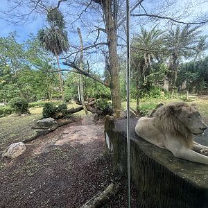 Lion Exhibit #1 - White Lion