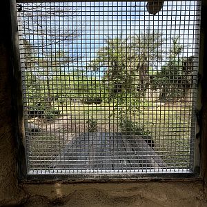 Lion Exhibit #1 - training wall