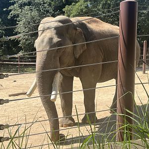Asian Elephant (Spike)