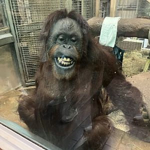 Orangutan