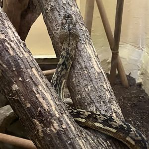 Timor Python