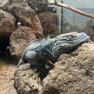 Grand Cayman Blue Iguana