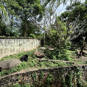 Sun Bear Exhibit