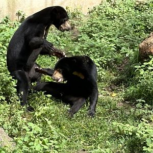 Sun Bears Play-fighting