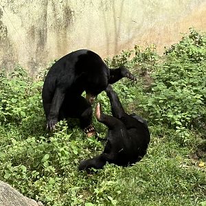 Sun Bears Play-fighting