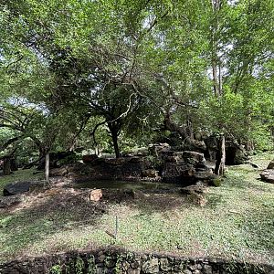Asiatic Black Bear Exhibit