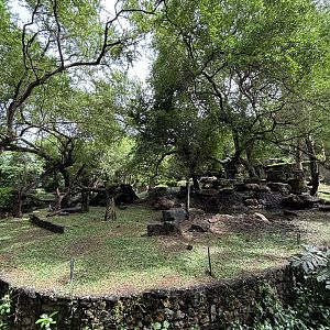 Asiatic Black Bear Exhibit