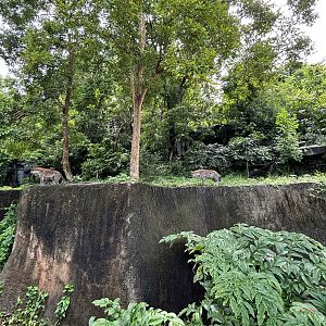 Spotted Hyena Exhibit - see 2 hyenas?