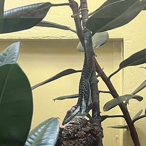 Smallwood’s Anole