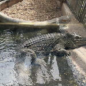 Cuban Crocodile