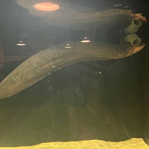 Electric Eel