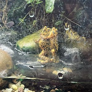 Panamanian Golden Frogs
