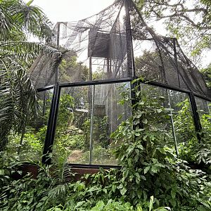 Red-shanked Douc Langur Exhibits