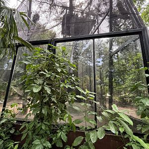 Red-shanked Douc Langur Exhibit
