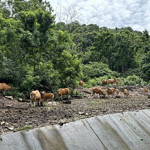Banteng Exhibit - wow!