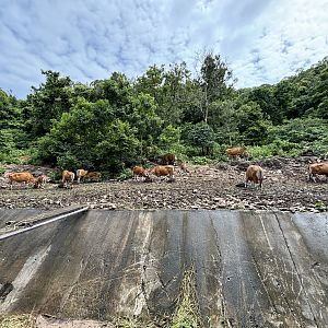 Banteng Exhibit