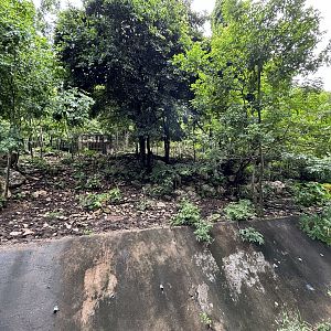 Gaur + Banteng Exhibit