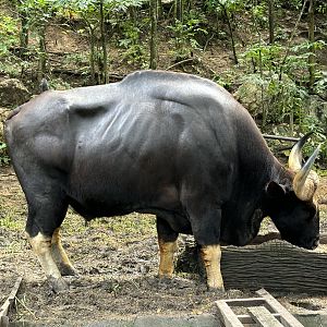 Gaur