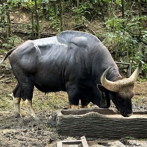 Gaur