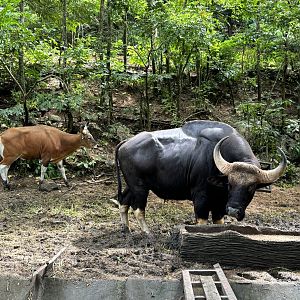 Gaur + Banteng