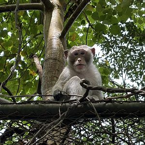 Long-tailed Macaque - wild