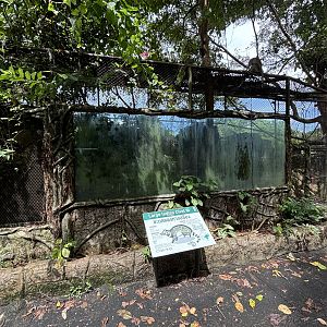 Large Indian Civet Exhibit