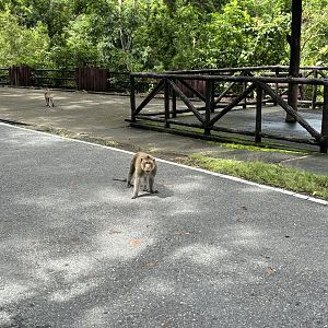 Aggressive Long-tailed Macaque - wild