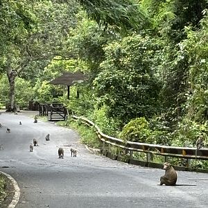 We saw hundreds of wild Long-tailed Macaques