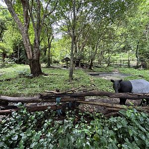 Malayan Tapir Exhibit