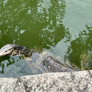 Water Monitor (wild) in Chimpanzee Exhibit Moat