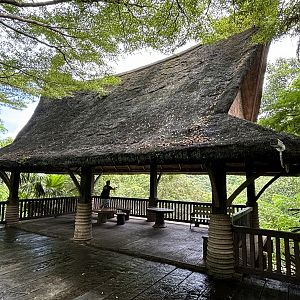Orangutan Exhibit - viewing platform