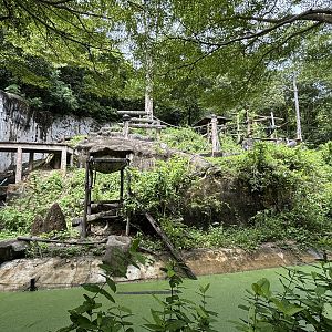 Bornean Orangutan Exhibit