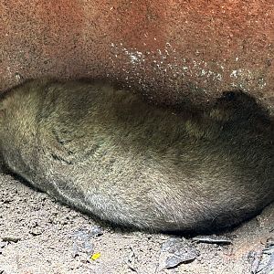 Common Wombat