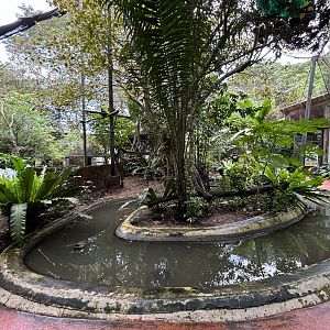 Australia Area - Pig-nosed Turtle Pool