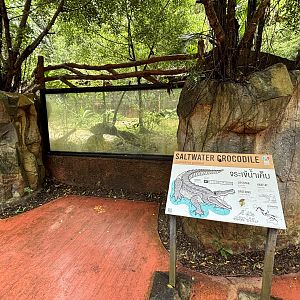 Saltwater Crocodile Exhibit