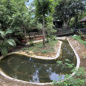 Saltwater Crocodile Exhibit