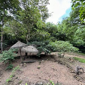 Red Kangaroo Exhibit