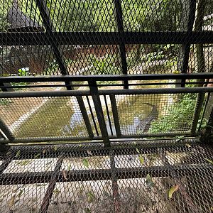 Saltwater Crocodile Exhibit