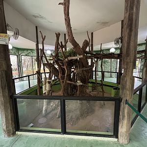 Koala Exhibit