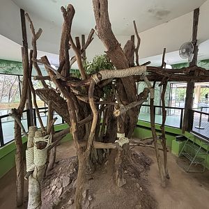 Koala Exhibit