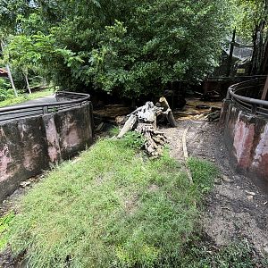 Malayan Porcupine Exhibit
