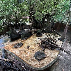 Malayan Porcupine Exhibit